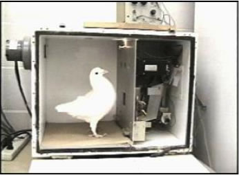 Pigeon Skinner Box Photo